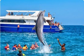 VIP Dolphin House Snorkeling Trip 